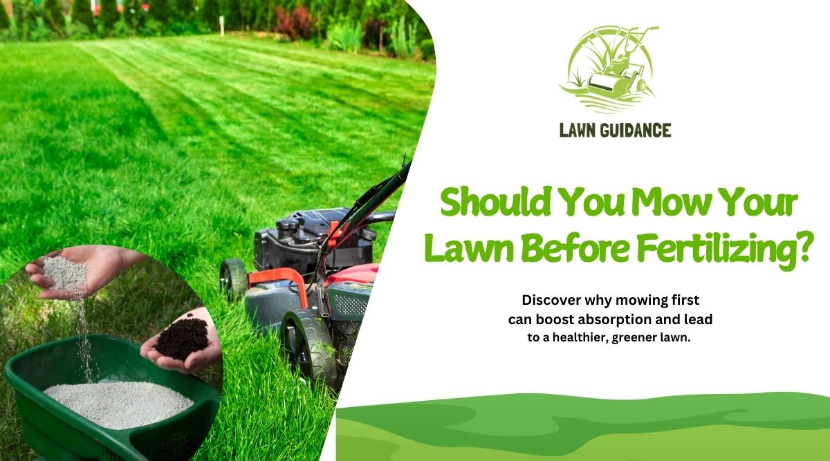 should you mow your lawn before fertilizing?