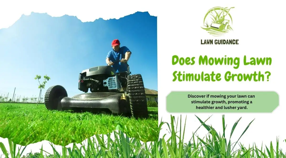 Does Mowing Lawn Stimulate Growth