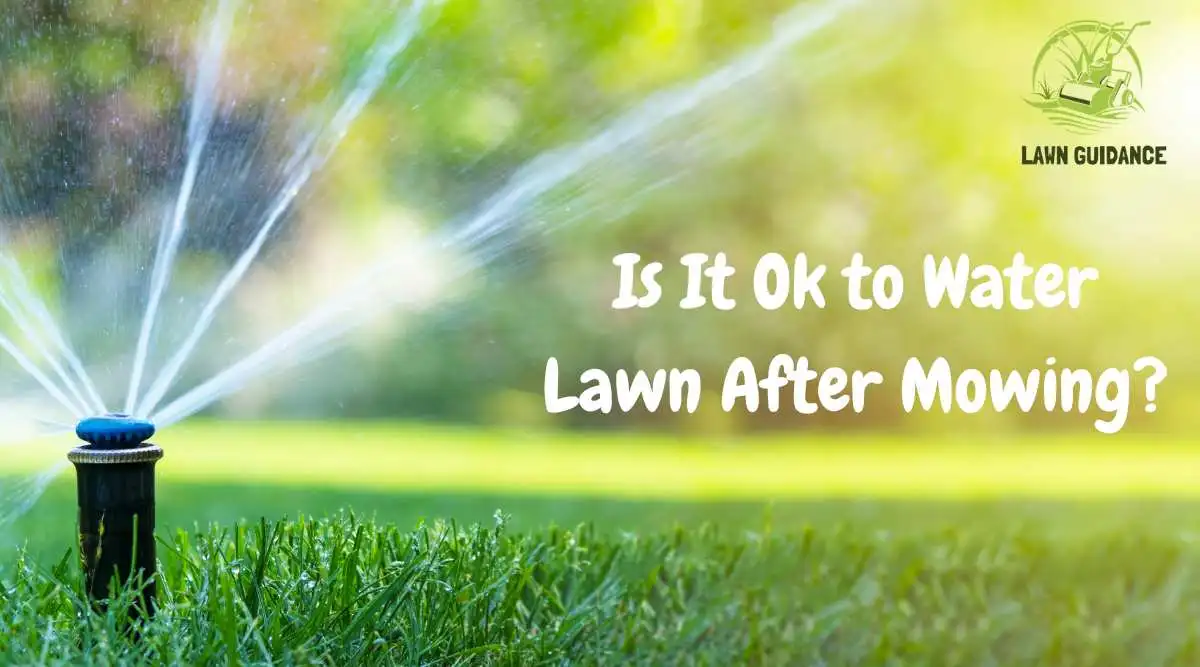 Is It Ok to Water Lawn After Mowing